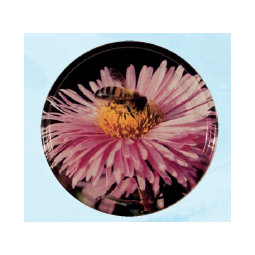 Capsule TO63 FLEUR/ABEILLE...