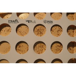 Grille de comptage varroa...